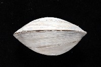 索足蛤藏品圖，第3張