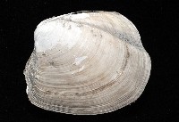 索足蛤藏品圖，第4張
