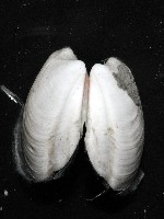 索足蛤藏品圖，第6張