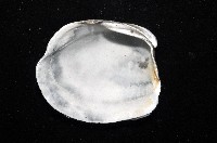 索足蛤藏品圖，第8張
