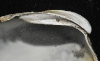 索足蛤藏品圖，第9張
