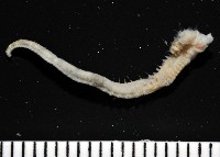 八里梳鰓蟲藏品圖，第4張