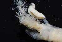 八里梳鰓蟲藏品圖，第4張