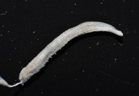 八里梳鰓蟲藏品圖，第5張