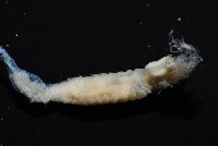 八里梳鰓蟲藏品圖，第6張