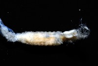 八里梳鰓蟲藏品圖，第7張