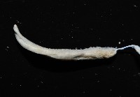 八里梳鰓蟲藏品圖，第8張