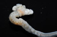 八里梳鰓蟲藏品圖，第3張