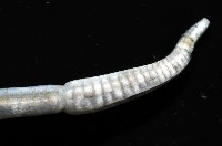 八里梳鰓蟲藏品圖，第4張