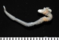 八里梳鰓蟲藏品圖，第5張