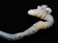 八里梳鰓蟲藏品圖，第8張