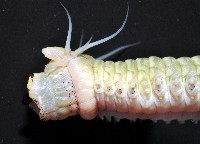 雙齒圍沙蠶藏品圖，第9張
