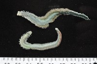 雙齒圍沙蠶藏品圖，第14張