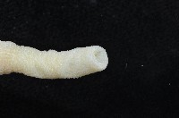 光裸(裸體)方格星蟲藏品圖，第4張