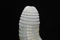 光裸(裸體)方格星蟲藏品圖，第8張