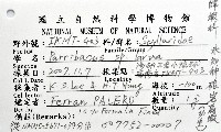 未知種礁岩扇蝦藏品圖，第8張