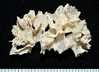 未知種三葉苔蟲藏品圖，第1張