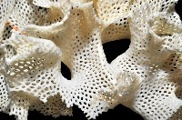未知種三葉苔蟲藏品圖，第5張