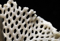 未知種三葉苔蟲藏品圖，第6張