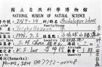 未知種三葉苔蟲藏品圖，第16張