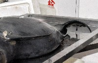 外藤壺藏品圖，第2張
