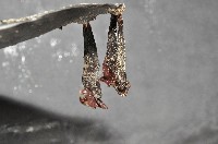 外藤壺藏品圖，第3張