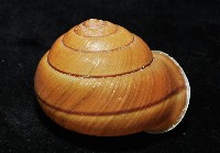 金崙栗蝸藏品圖，第3張
