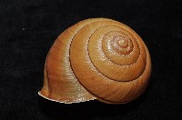 金崙栗蝸藏品圖，第5張