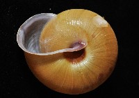 金崙栗蝸藏品圖，第6張