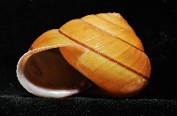 金崙栗蝸藏品圖，第7張