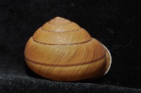 金崙栗蝸藏品圖，第8張