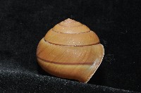 金崙栗蝸藏品圖，第9張