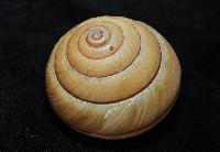 金崙栗蝸藏品圖，第3張