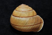 金崙栗蝸藏品圖，第4張
