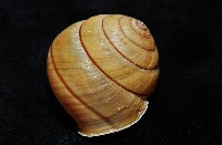 金崙栗蝸藏品圖，第5張