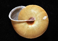 金崙栗蝸藏品圖，第8張