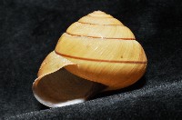 金崙栗蝸藏品圖，第9張