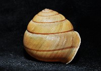 金崙栗蝸藏品圖，第10張