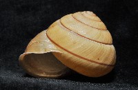 金崙栗蝸藏品圖，第11張