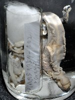 金崙栗蝸藏品圖，第14張