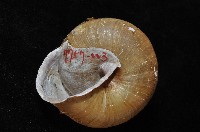 金崙栗蝸藏品圖，第3張
