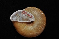 金崙栗蝸藏品圖，第4張