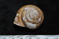金崙栗蝸藏品圖，第5張