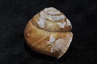 金崙栗蝸藏品圖，第7張