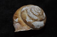 金崙栗蝸藏品圖，第8張