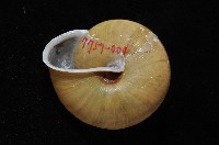金崙栗蝸藏品圖，第3張