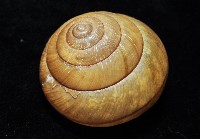金崙栗蝸藏品圖，第5張