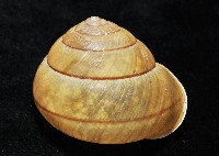 金崙栗蝸藏品圖，第6張