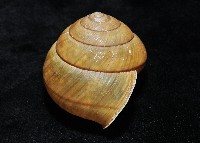 金崙栗蝸藏品圖，第7張