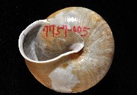 金崙栗蝸藏品圖，第2張